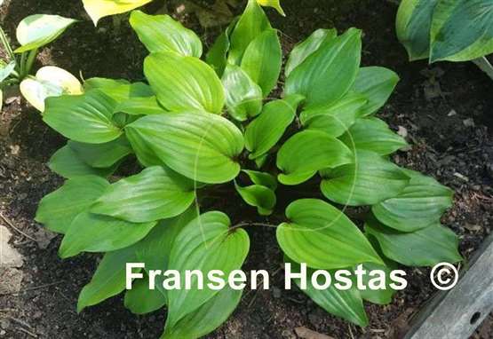 Hosta Red Petioles FH Collection 2024